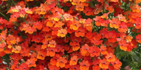 Nemesia: popis, kdy zasít, výsadba a péče, fotografie květin na záhonu